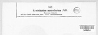 Leptothyrium macrothecium image